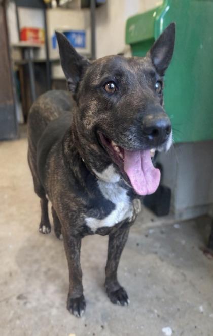 Eloise, a Adoptable mixed breed in Pendleton, OR image 2/2