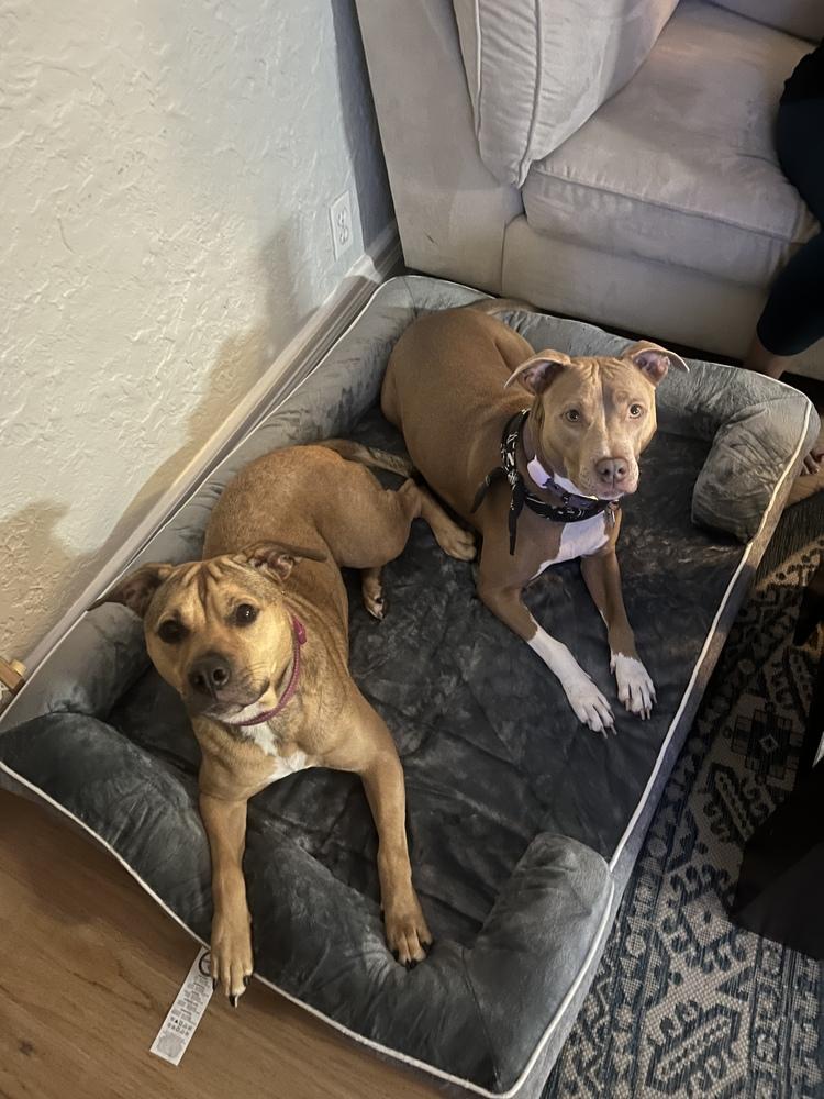 Tallulah, a Adoptable mixed breed in Lakeland, FL image 1/5