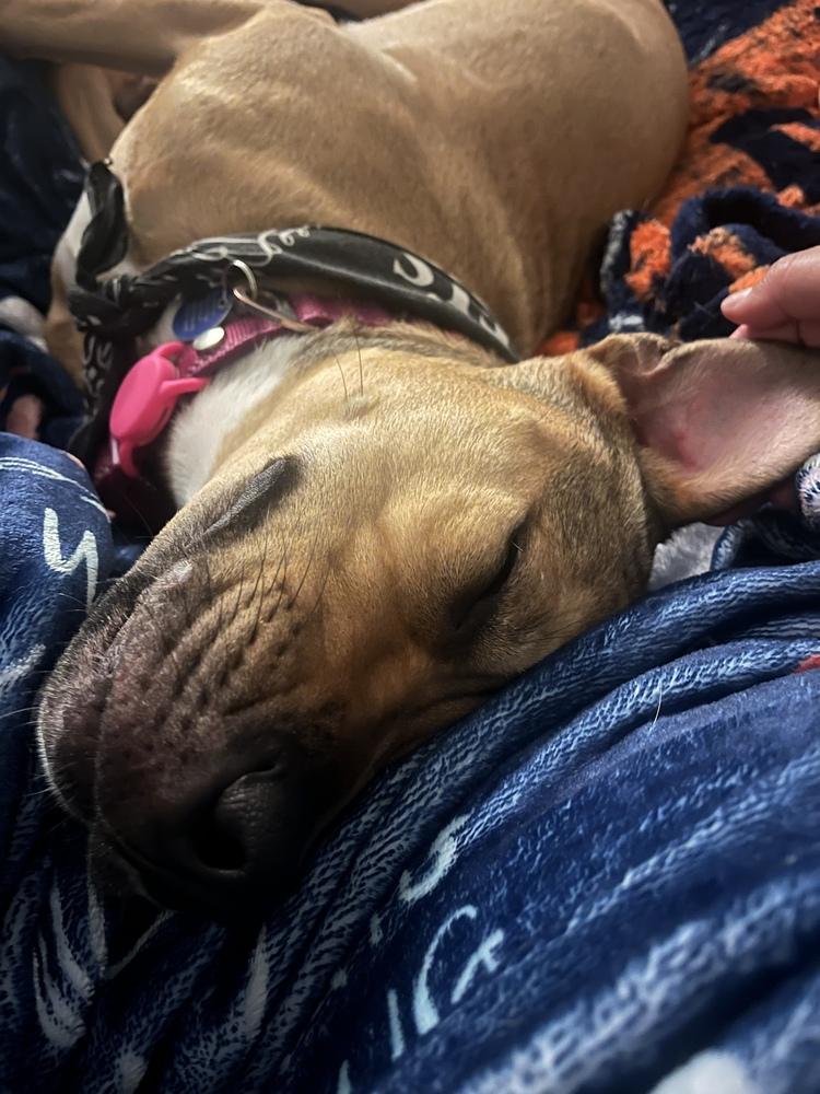 Tallulah, Adoptable, Adult Female American Staffordshire Terrier.