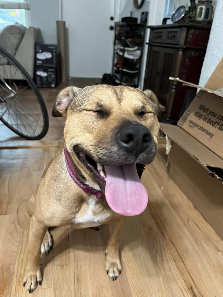 Tallulah, a Adoptable mixed breed in Lakeland, FL image 3/5