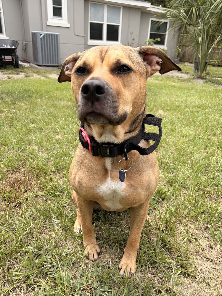 Tallulah, a Adoptable mixed breed in Lakeland, FL image 4/6