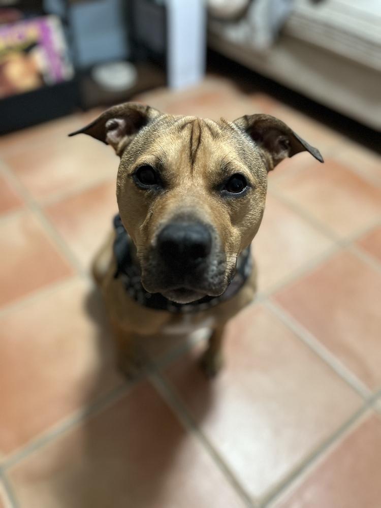 Tallulah, a Adoptable mixed breed in Lakeland, FL image 4/5