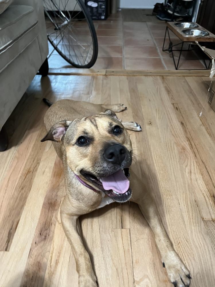 Tallulah, a Adoptable mixed breed in Lakeland, FL image 5/5