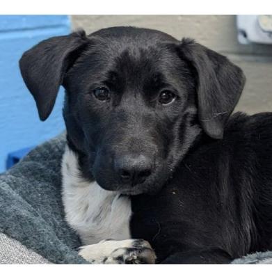Donte *Coming Soon*, Adoptable, Young Male Mixed Breed.