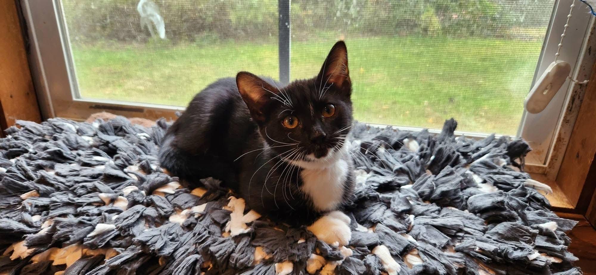 Pixel, Adoptable, Young Female Domestic Short Hair.