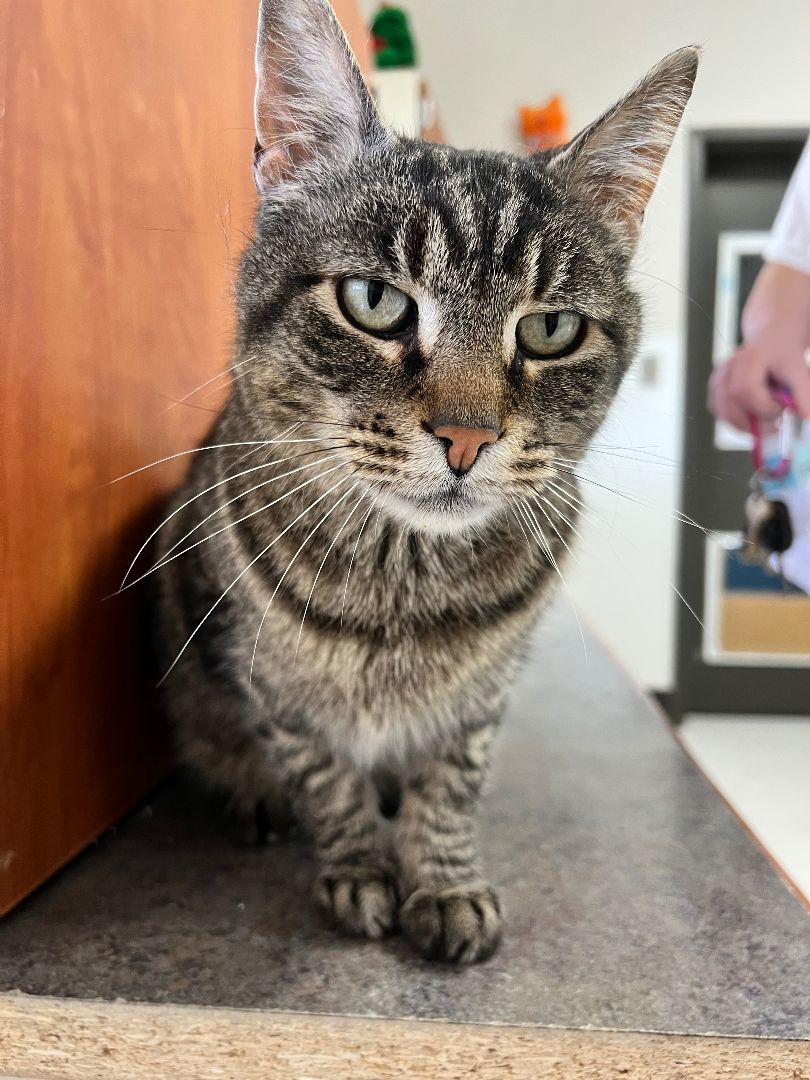 Wilson, Adoptable, Adult Male Domestic Short Hair.