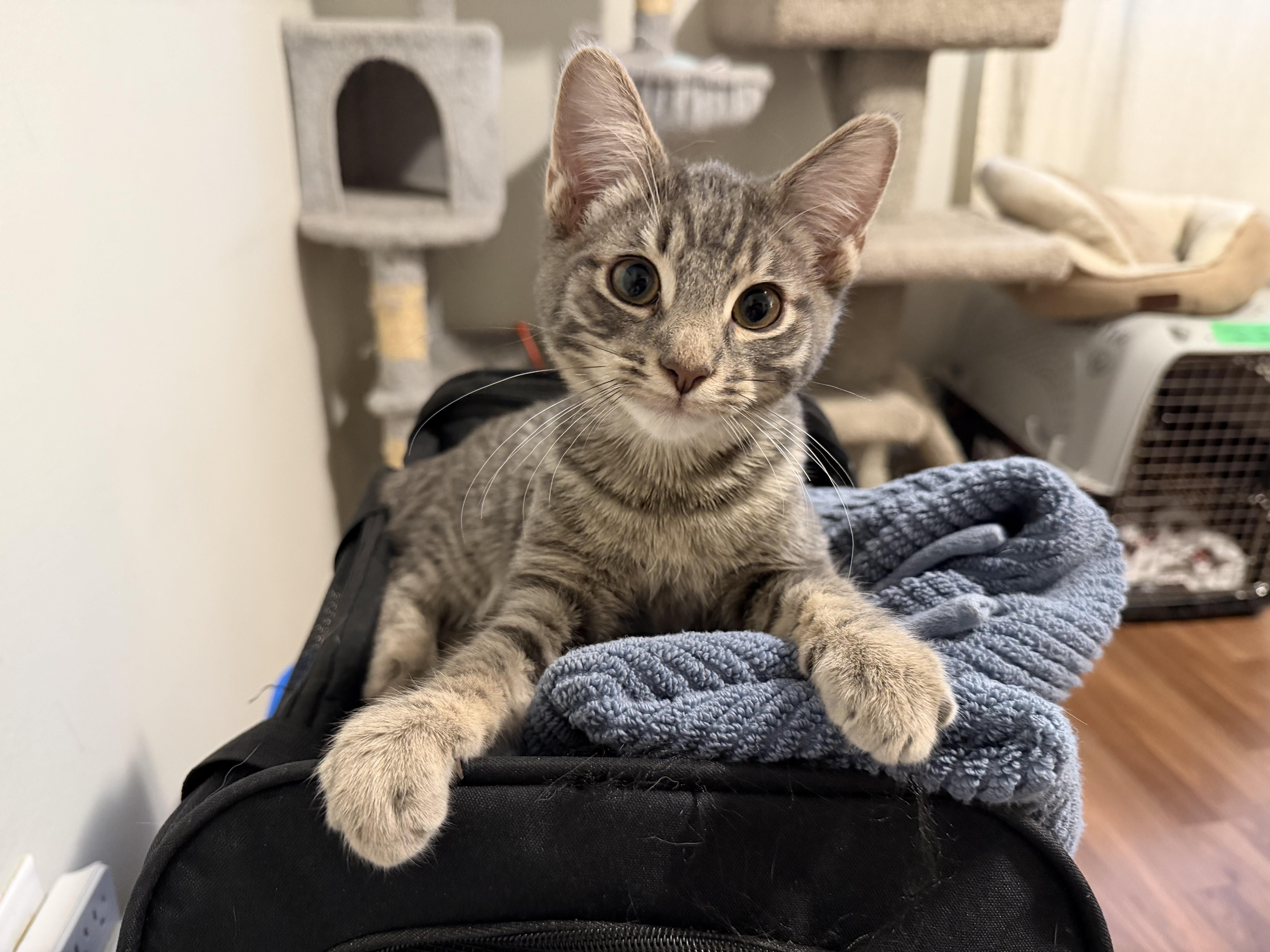 Ken, adopted, Kitten Male Tabby.