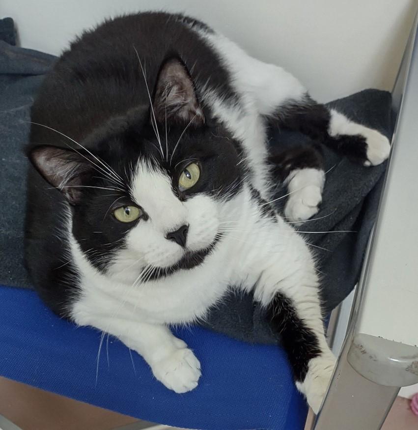 Enlarge Boots, a Adopted Domestic Short Hair in Provincetown, MA image 1/2