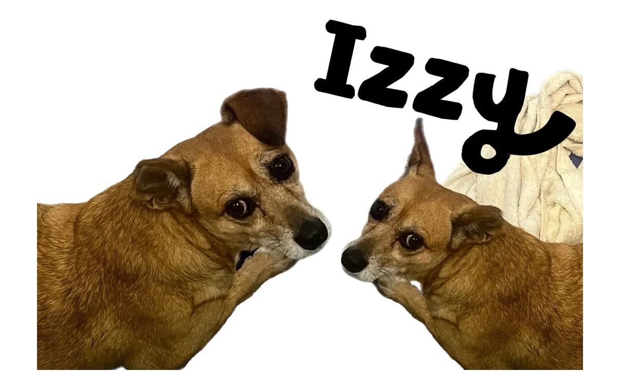 Enlarge Izzy, a Adoptable Chihuahua in Key Largo, FL image 1/1