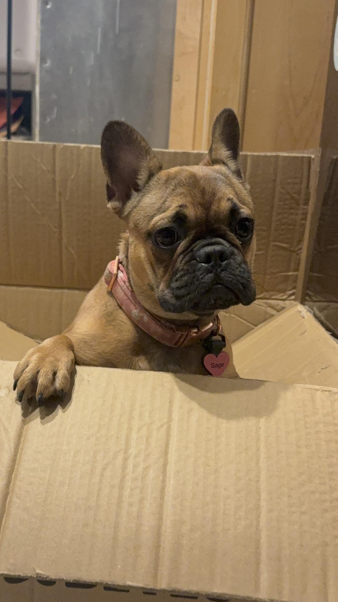 Enlarge Sage, a Adopted French Bulldog in Mesa, AZ image 2/6