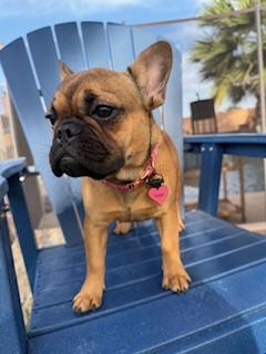 Enlarge Sage, a Adopted French Bulldog in Mesa, AZ image 3/6
