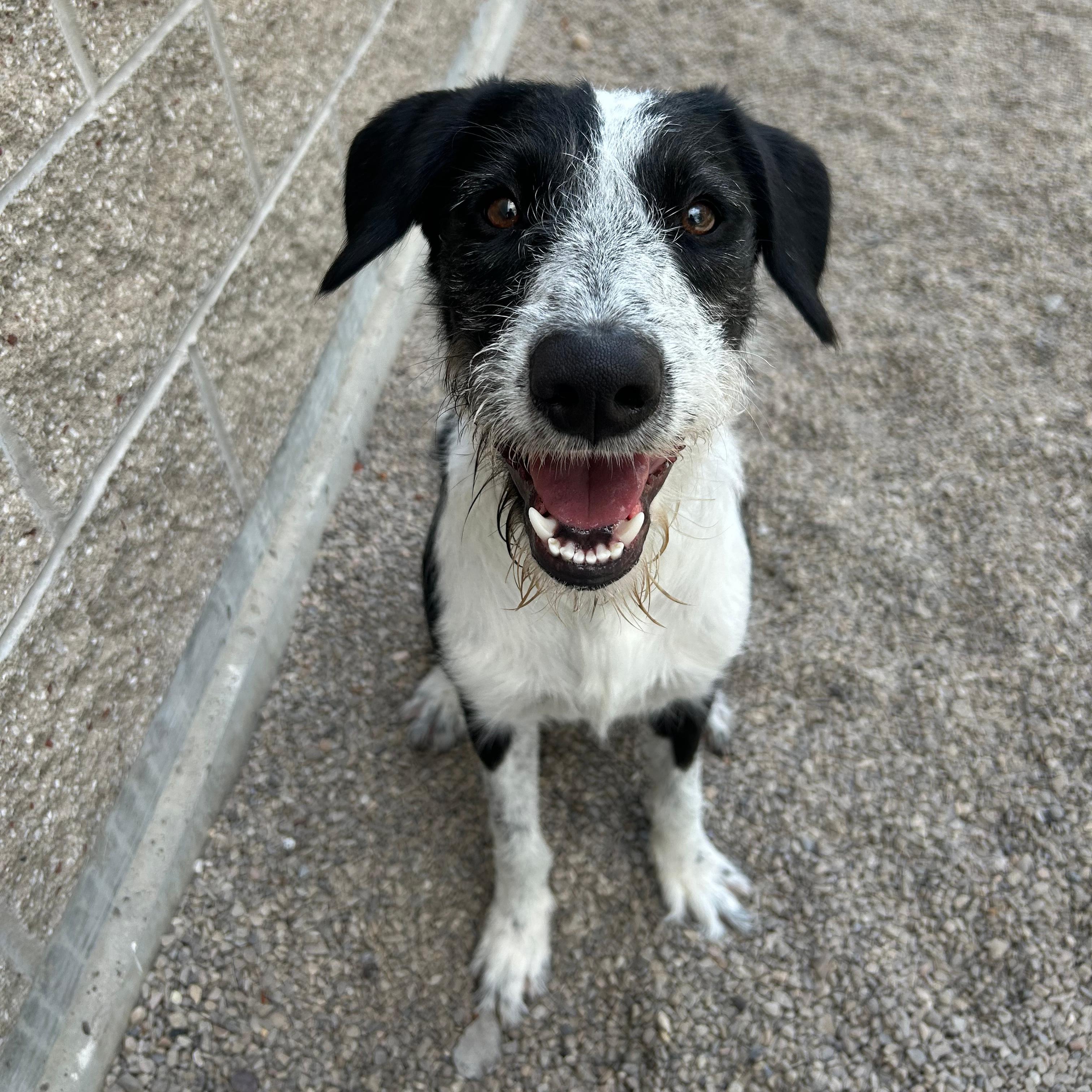 Koah, a ADOPTABLE mixed breed in Lindon, UT image 5/6