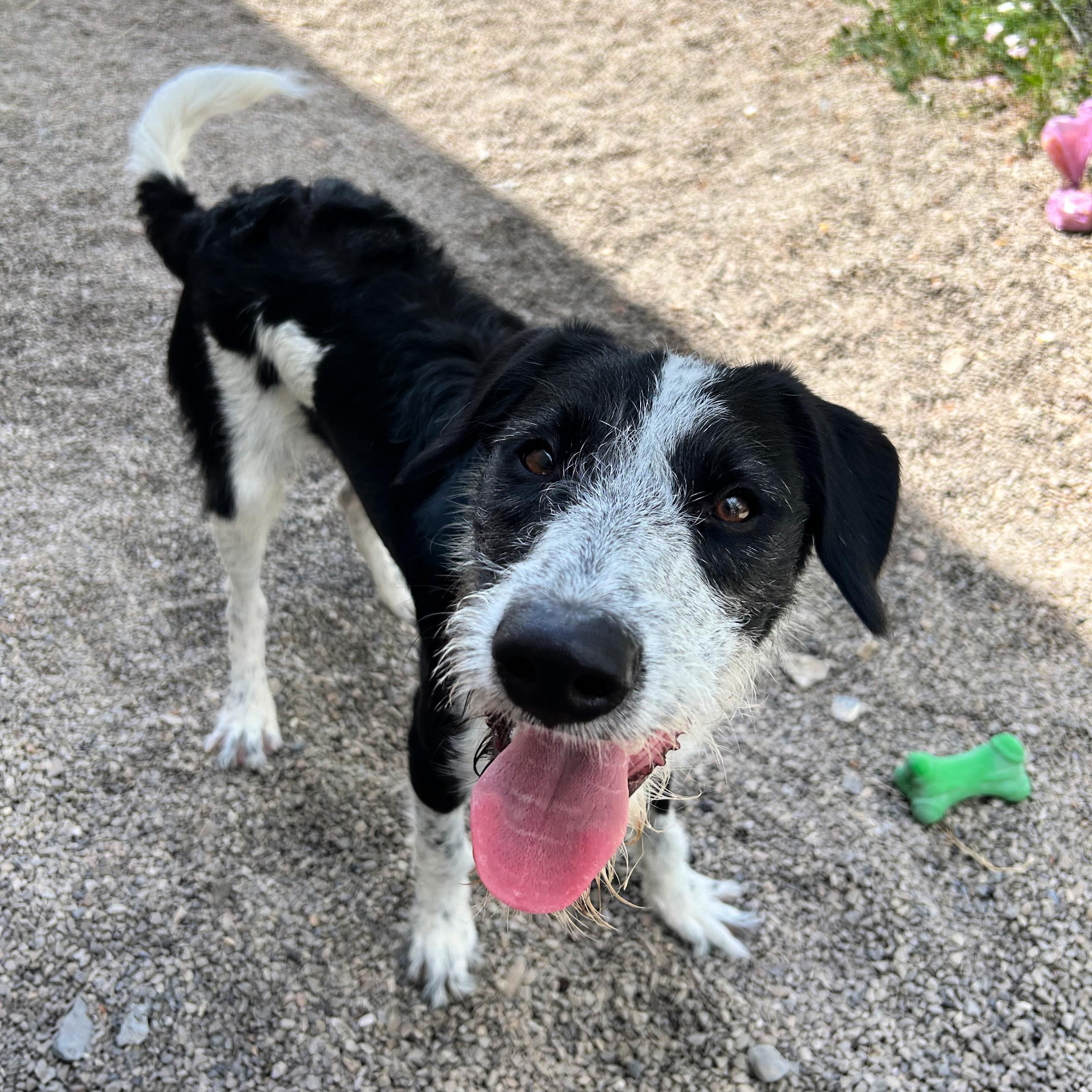 Koah, ADOPTABLE, Young Male Australian Cattle Dog / Blue Heeler & Australian Shepherd.