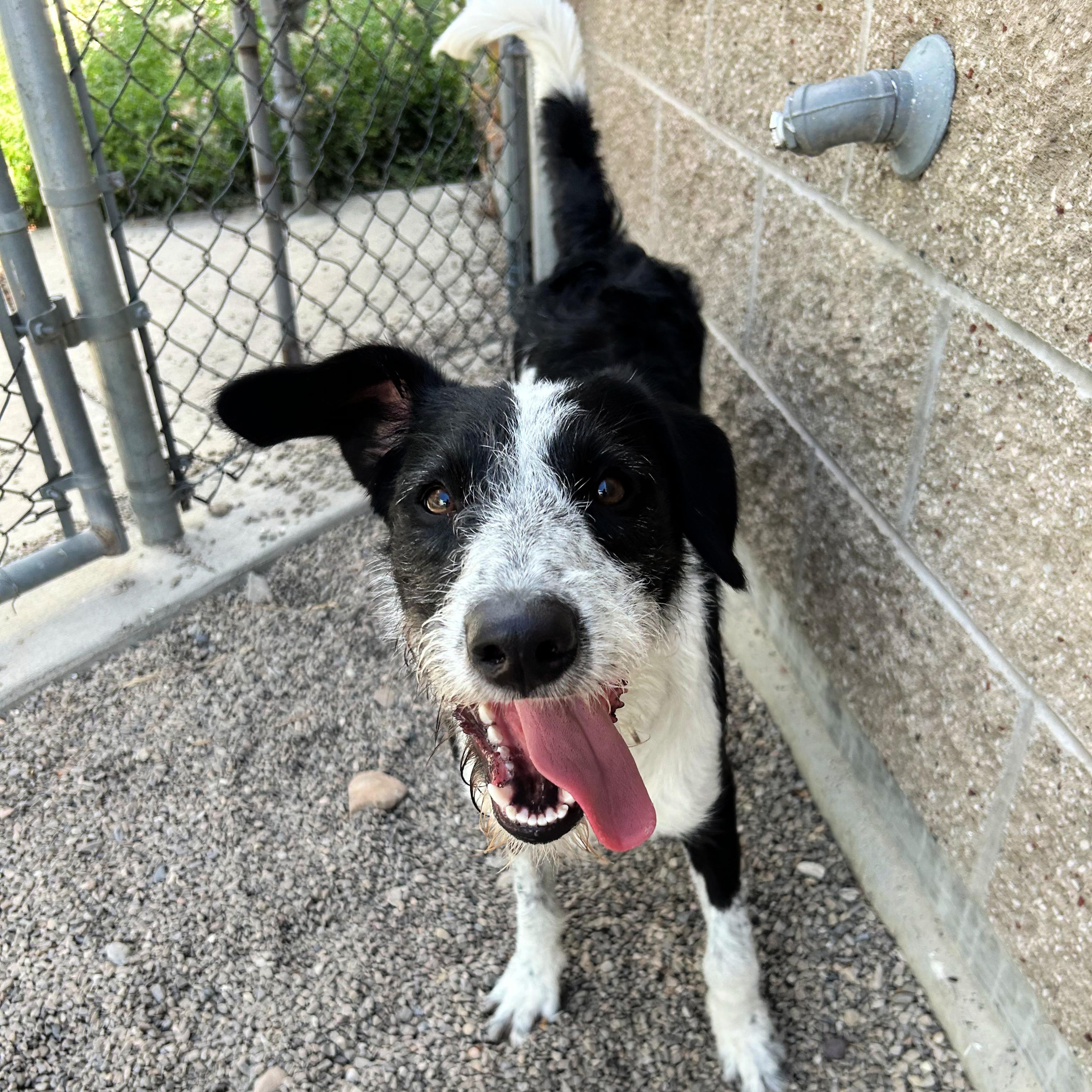 Koah, a ADOPTABLE mixed breed in Lindon, UT image 6/6