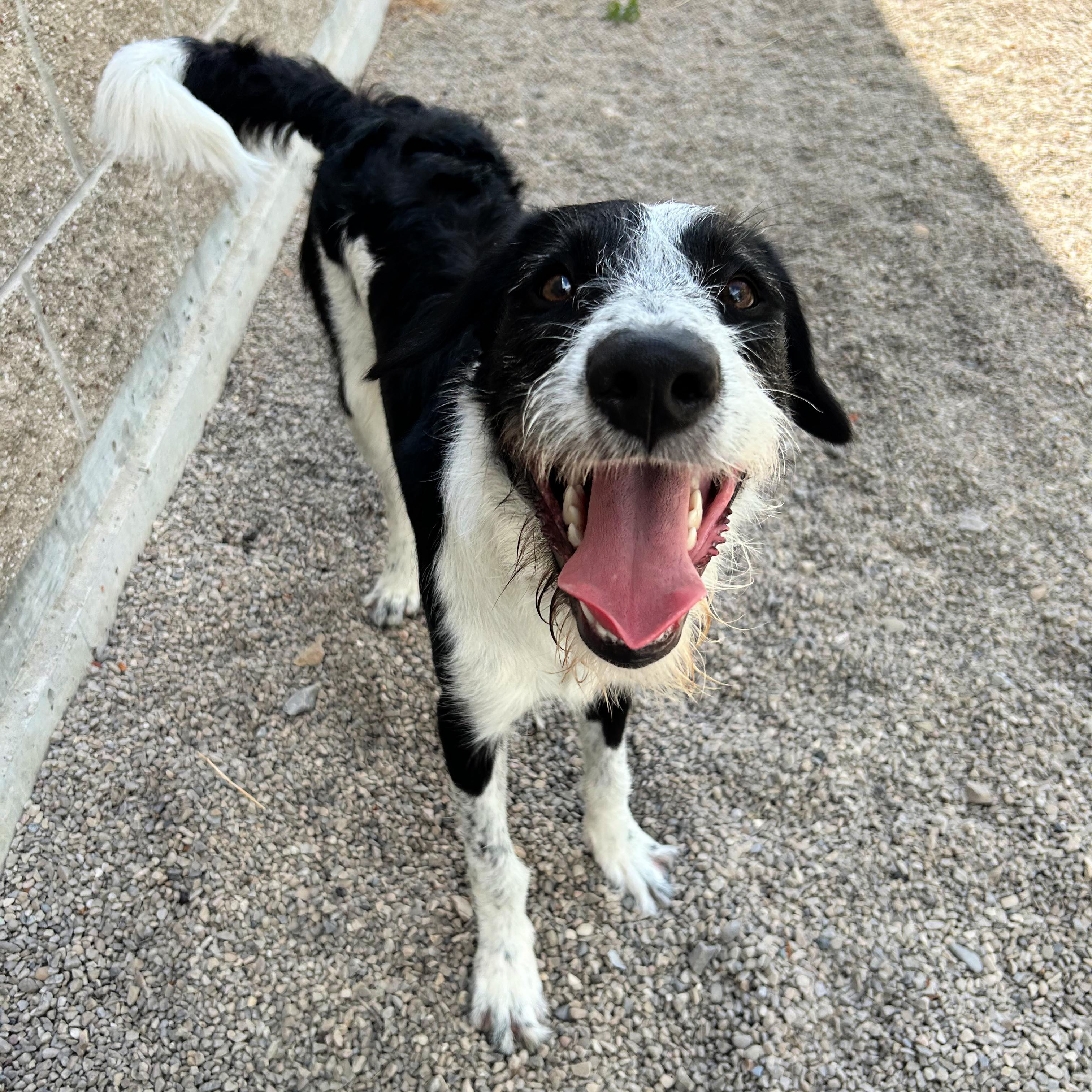 Koah, a ADOPTABLE mixed breed in Lindon, UT image 4/6