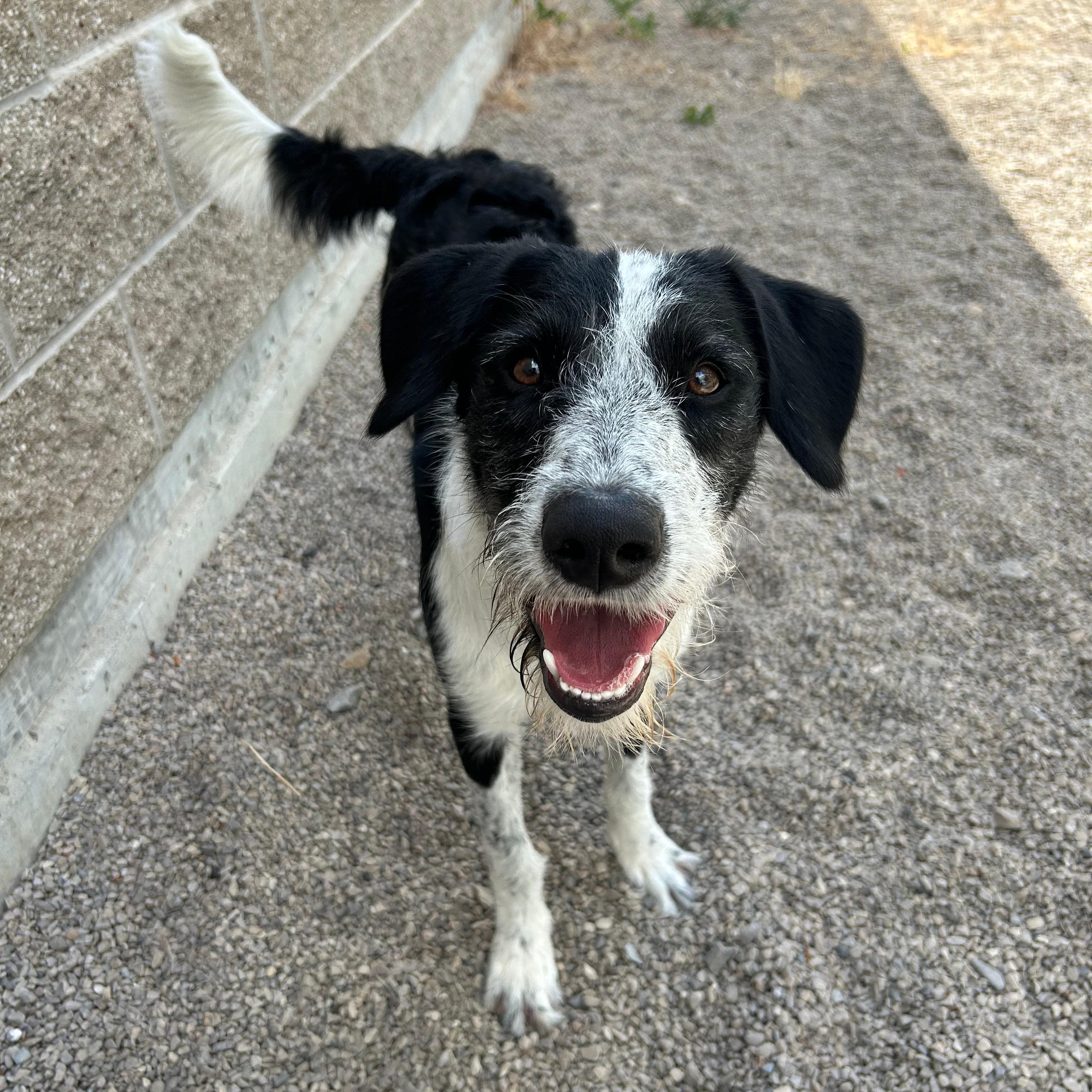 Koah, a ADOPTABLE mixed breed in Lindon, UT image 3/6