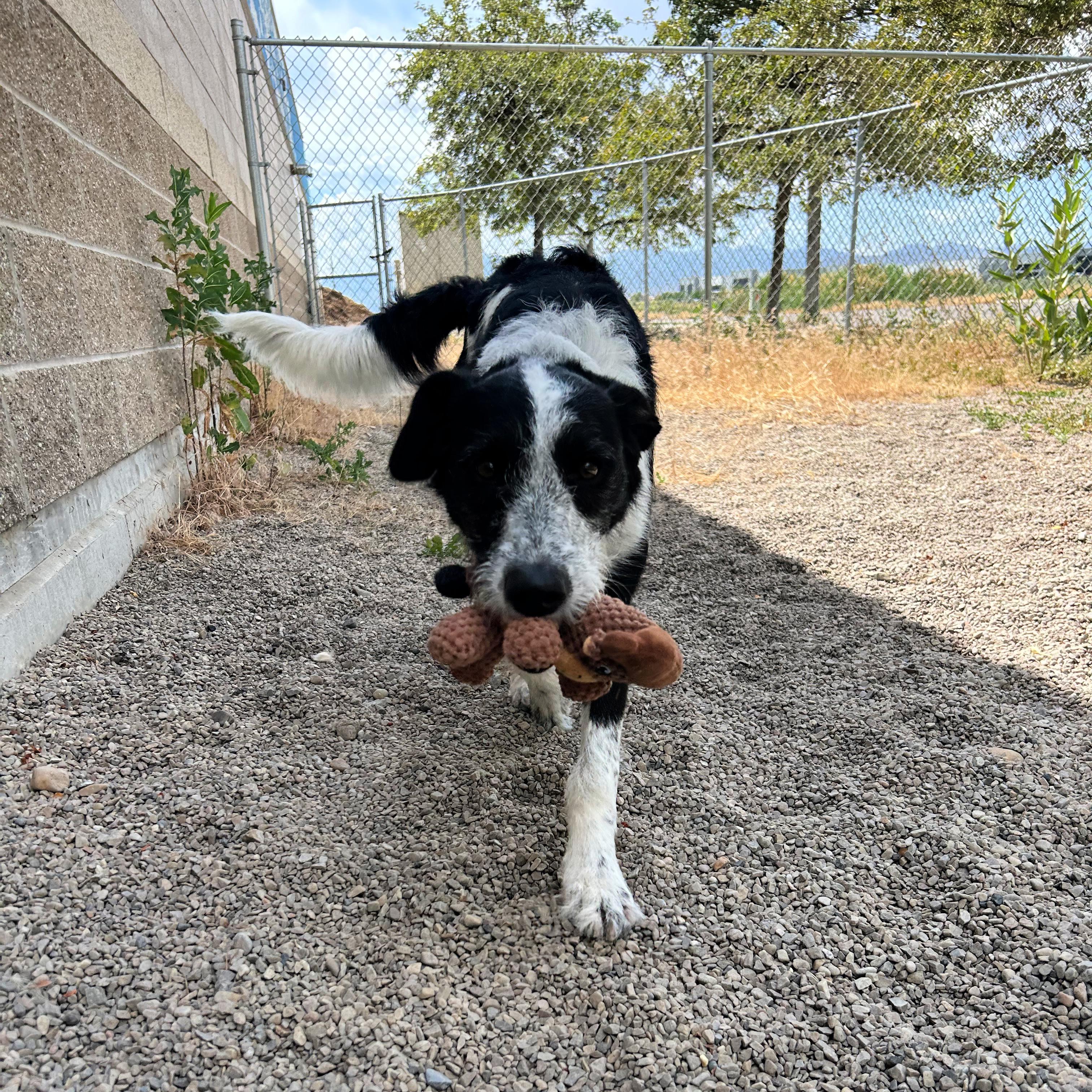 Koah, a ADOPTABLE mixed breed in Lindon, UT image 2/6