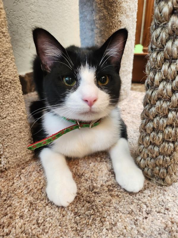 Enlarge Artemis, an adopted Domestic Short Hair in Oklahoma City, OK image 1/5