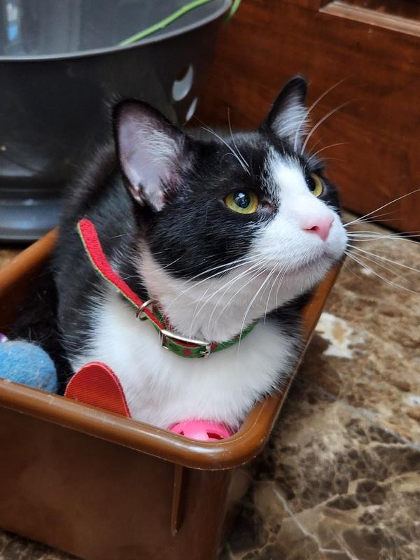 Enlarge Artemis, an adopted Domestic Short Hair in Oklahoma City, OK image 2/5