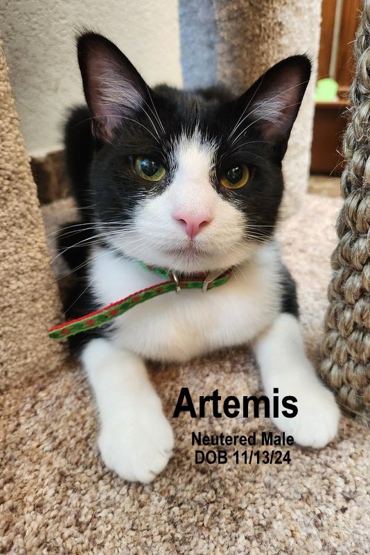 Artemis