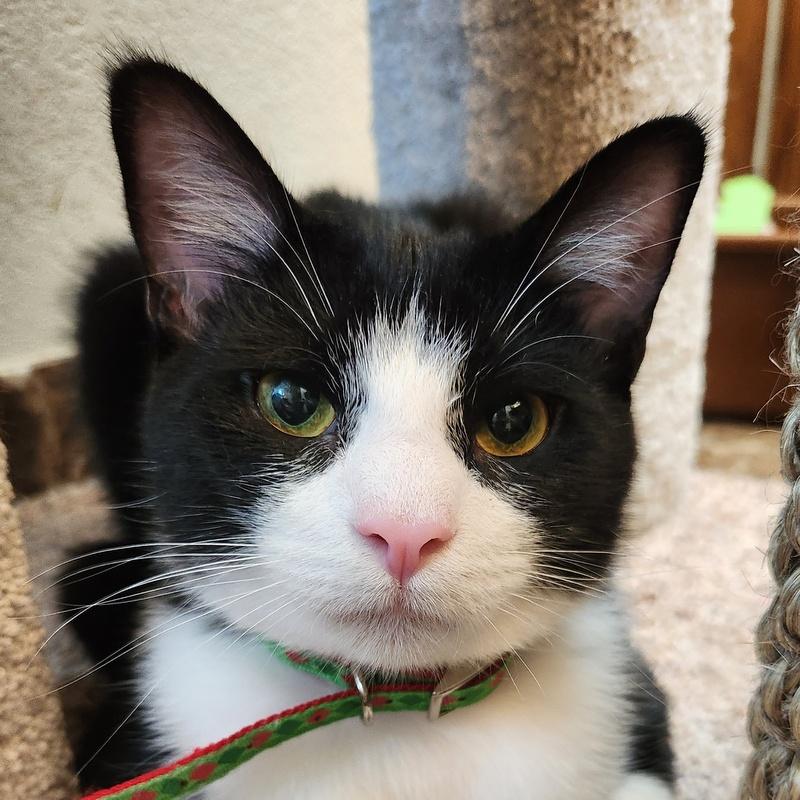 Enlarge Artemis, an adopted Domestic Short Hair in Oklahoma City, OK image 4/5