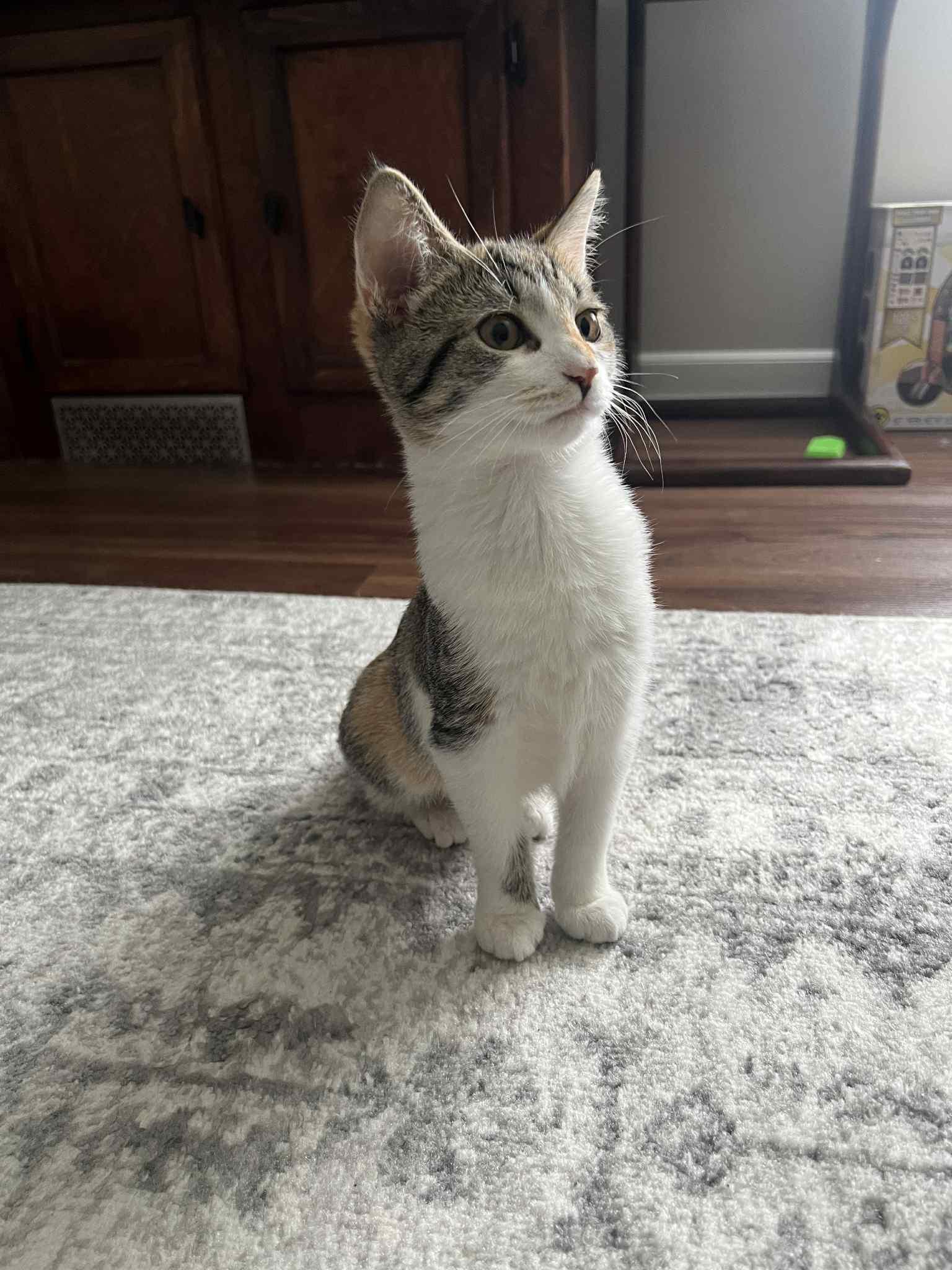 Elaine & Kramer - Seinfeld Litter