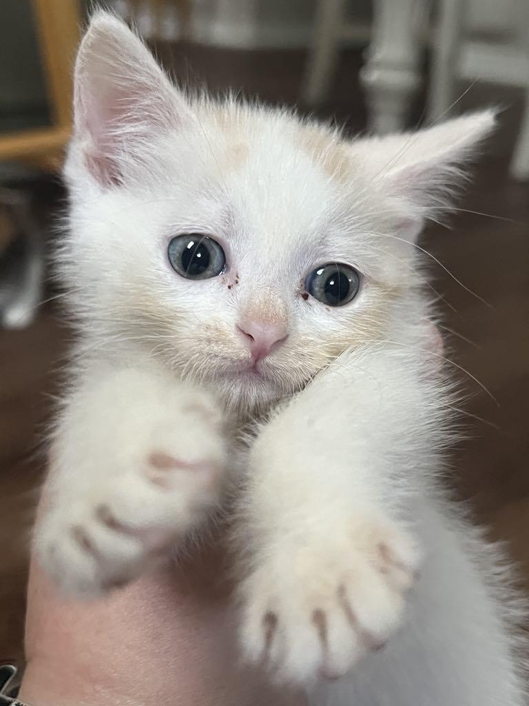 The Seinfeld Litter photo 3