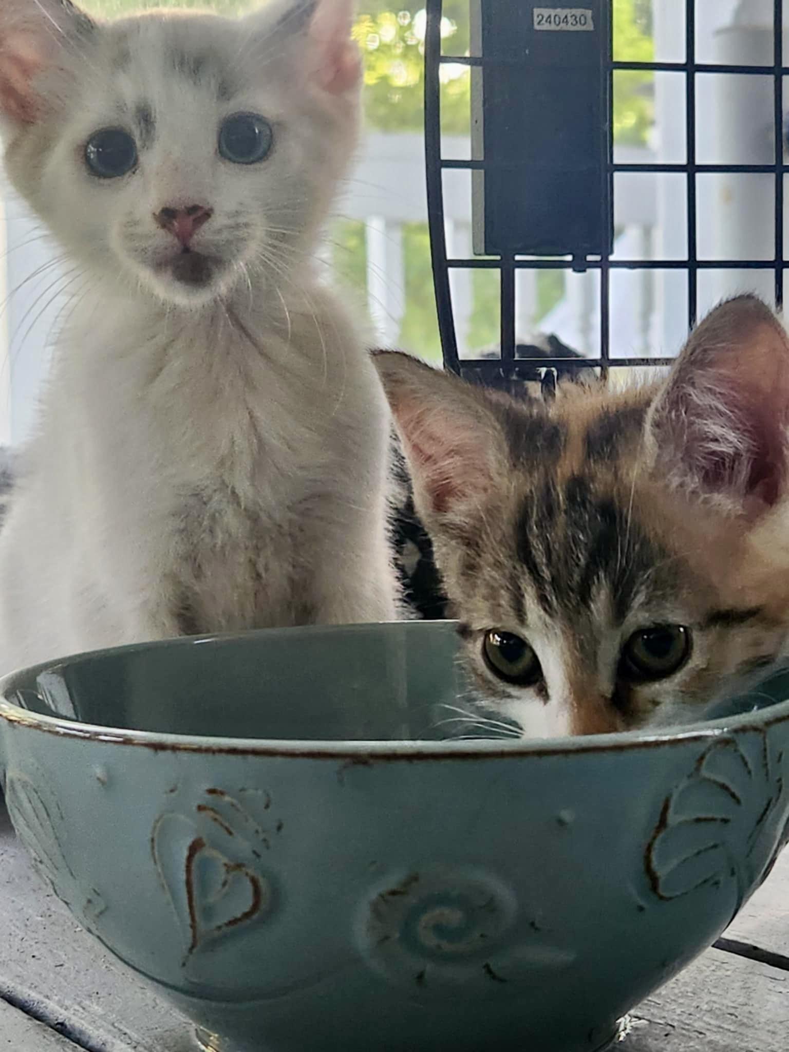 Elaine & Kramer - Seinfeld Litter