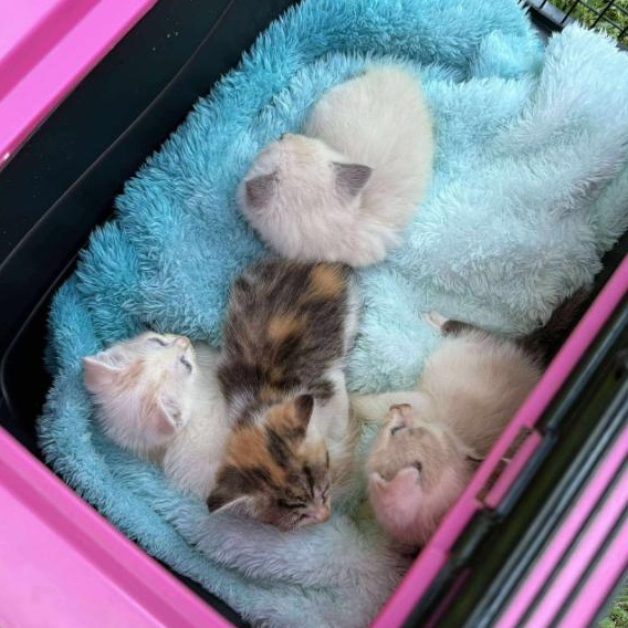 The Seinfeld Litter, Baby Female Domestic Short Hair