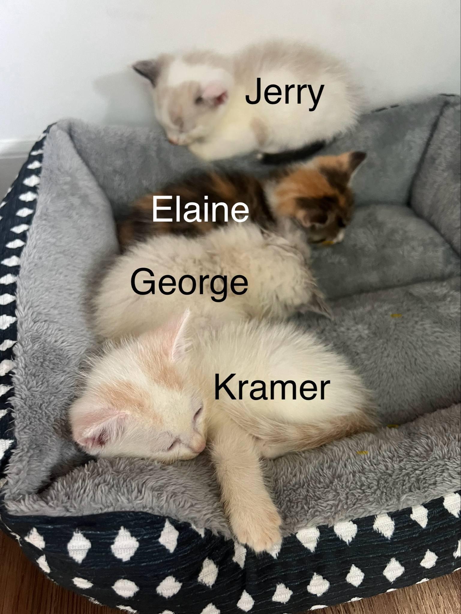 Elaine & Kramer - Seinfeld Litter