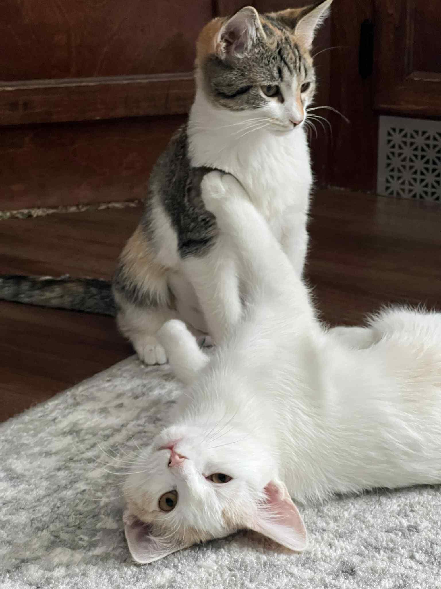 Elaine & Kramer - Seinfeld Litter