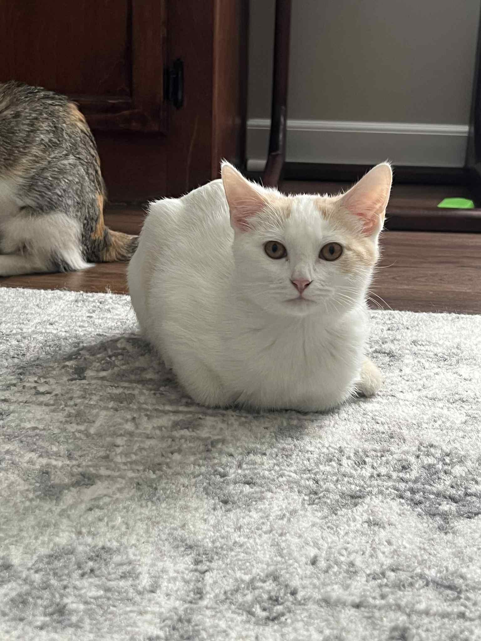 Elaine & Kramer - Seinfeld Litter