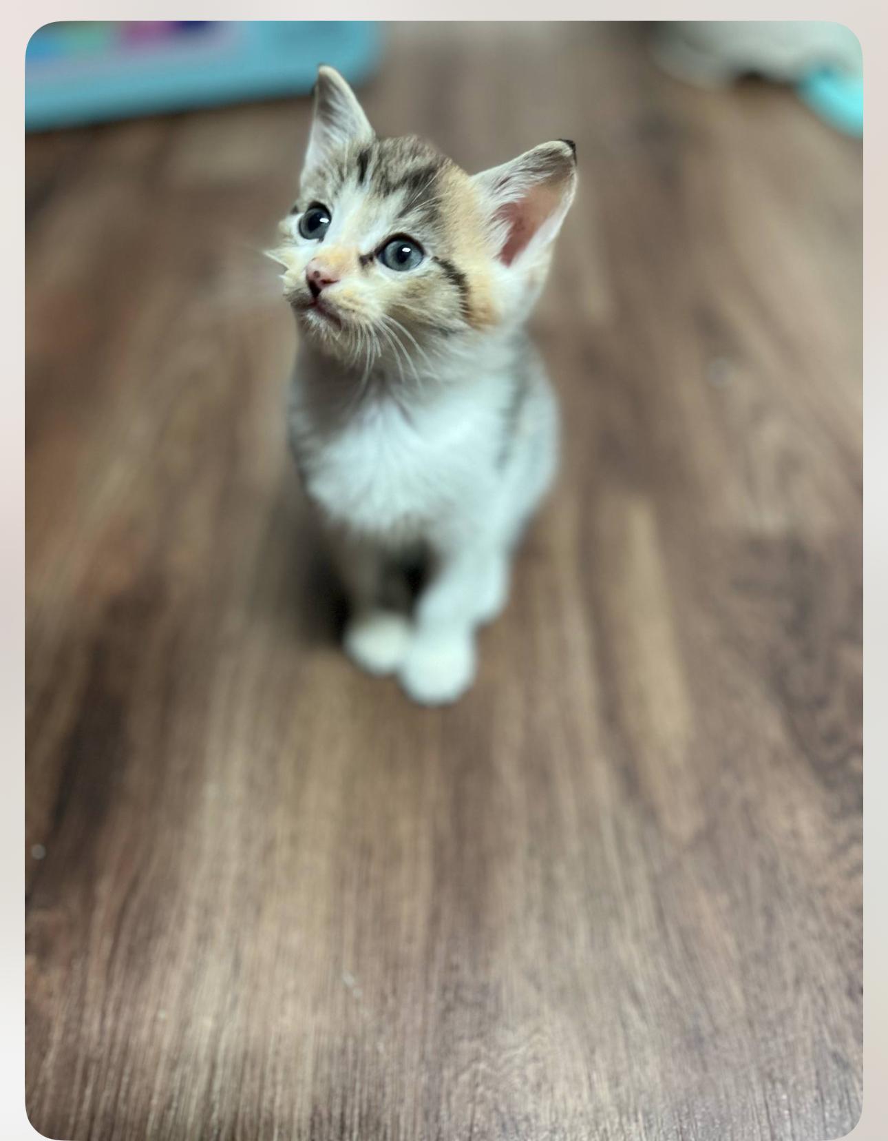 The Seinfeld Litter photo 5