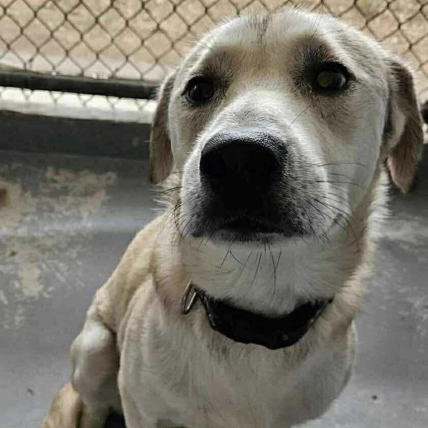 Jax, Adult Male unknown