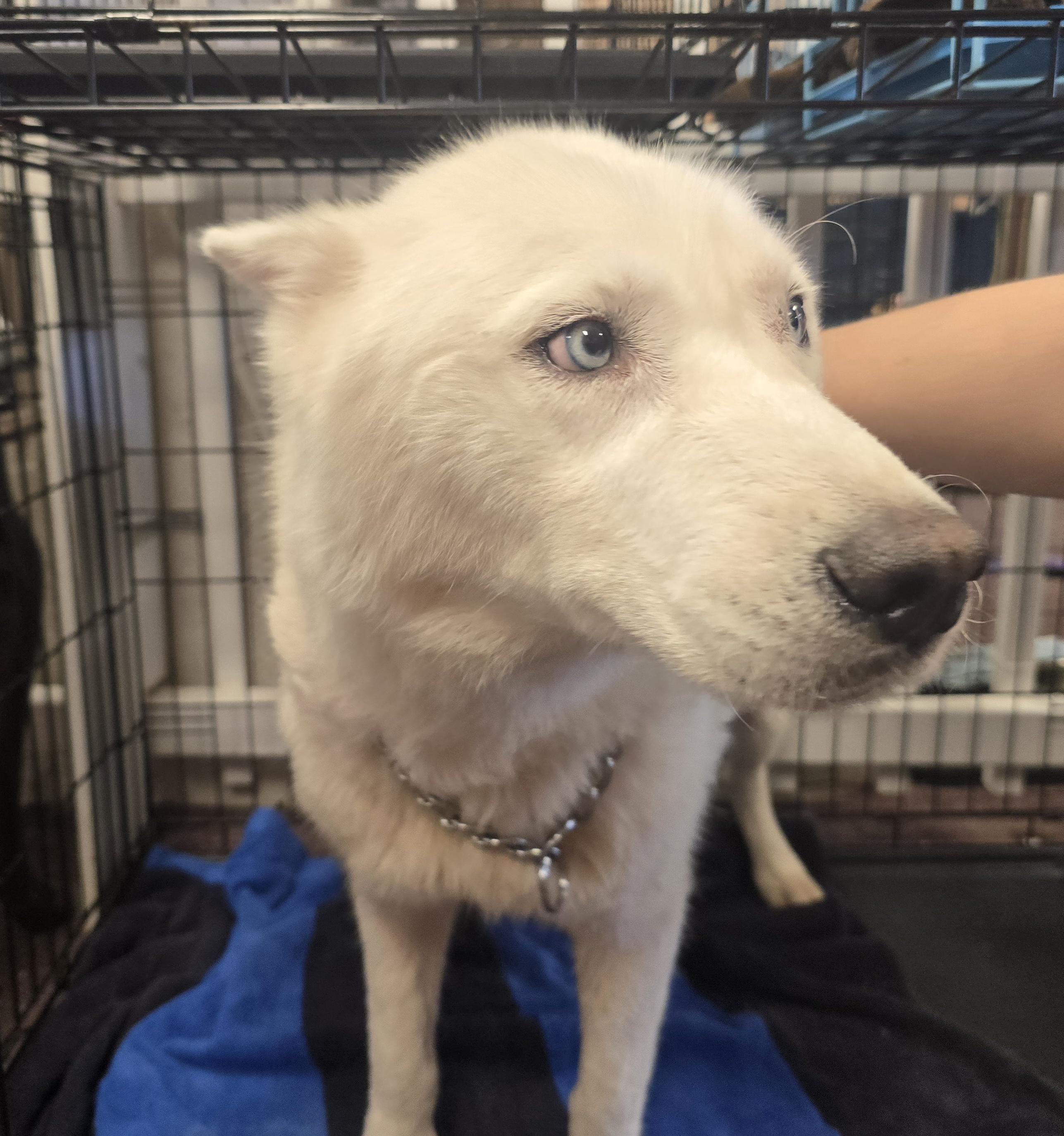 Enlarge Ozzy, a Adoptable Siberian Husky in Lawrenceville, GA image 2/2