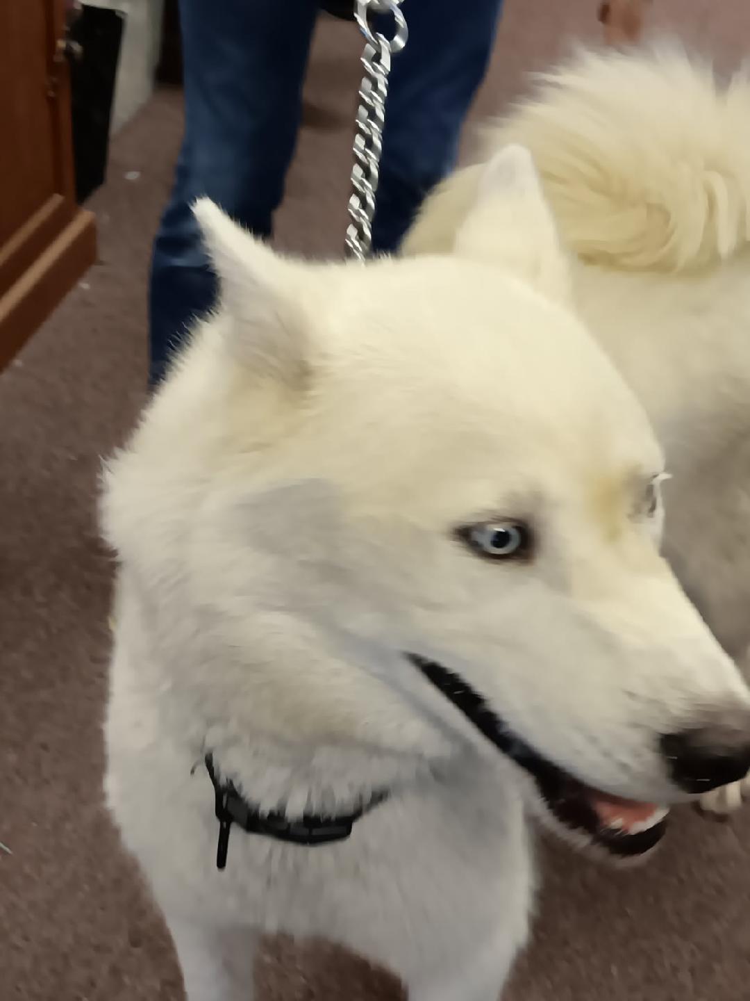Ozzy, Adoptable, Adult Male Siberian Husky.