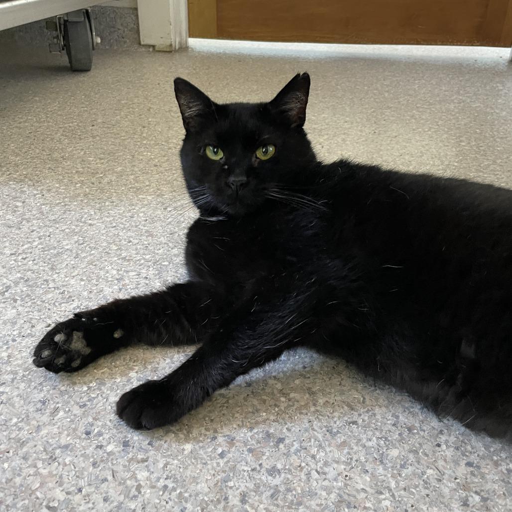 Giles, a Adoptable Domestic Short Hair in South Haven, MI image 1/6