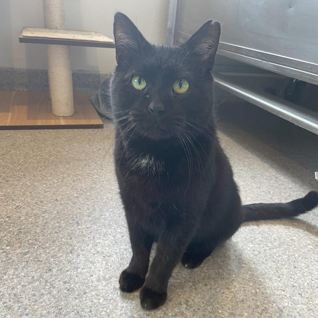 Giles, a Adoptable Domestic Short Hair in South Haven, MI image 2/6