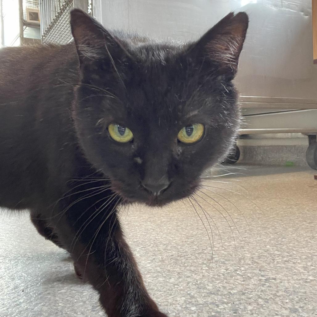 Giles, a Adoptable Domestic Short Hair in South Haven, MI image 3/6