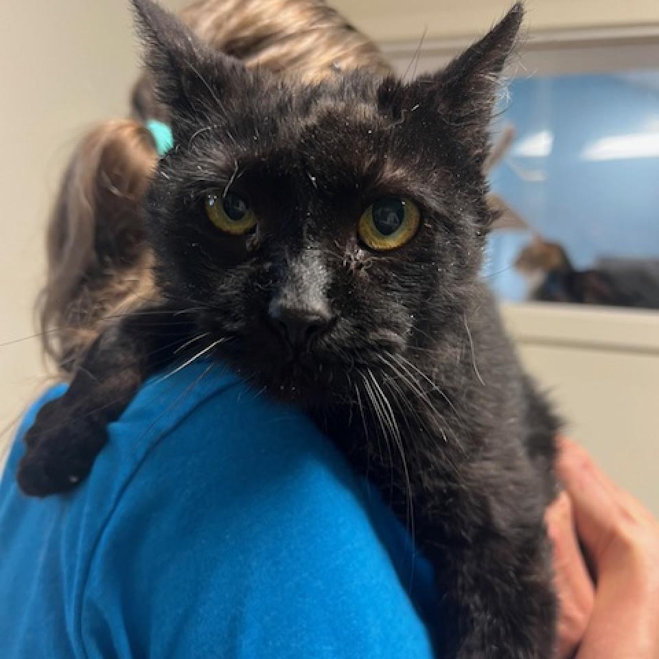 Giles, a Adoptable Domestic Short Hair in South Haven, MI image 4/6