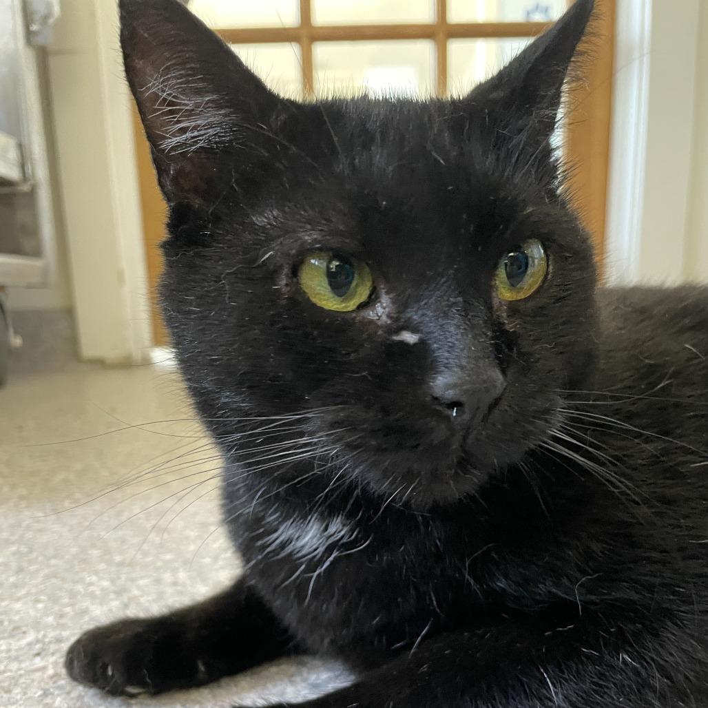 Giles, a Adoptable Domestic Short Hair in South Haven, MI image 6/6