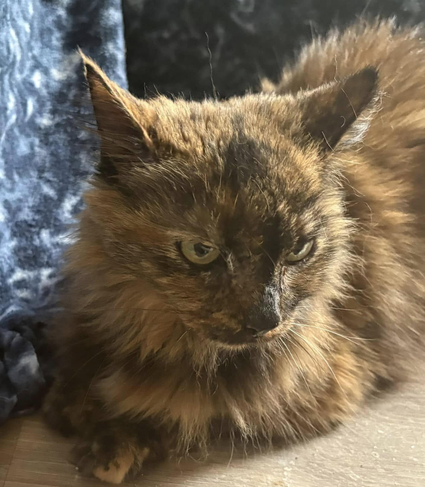 Stray Oncé, Adoptable, Senior Female Domestic Long Hair.