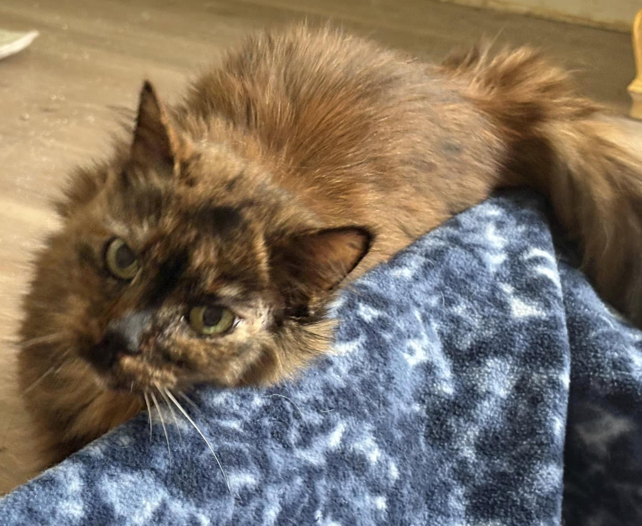 Enlarge Stray Oncé, a Adoptable Domestic Long Hair in Savannah, GA image 2/6