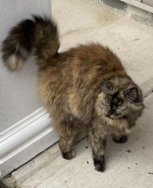 Enlarge Stray Oncé, a Adoptable Domestic Long Hair in Savannah, GA image 3/6