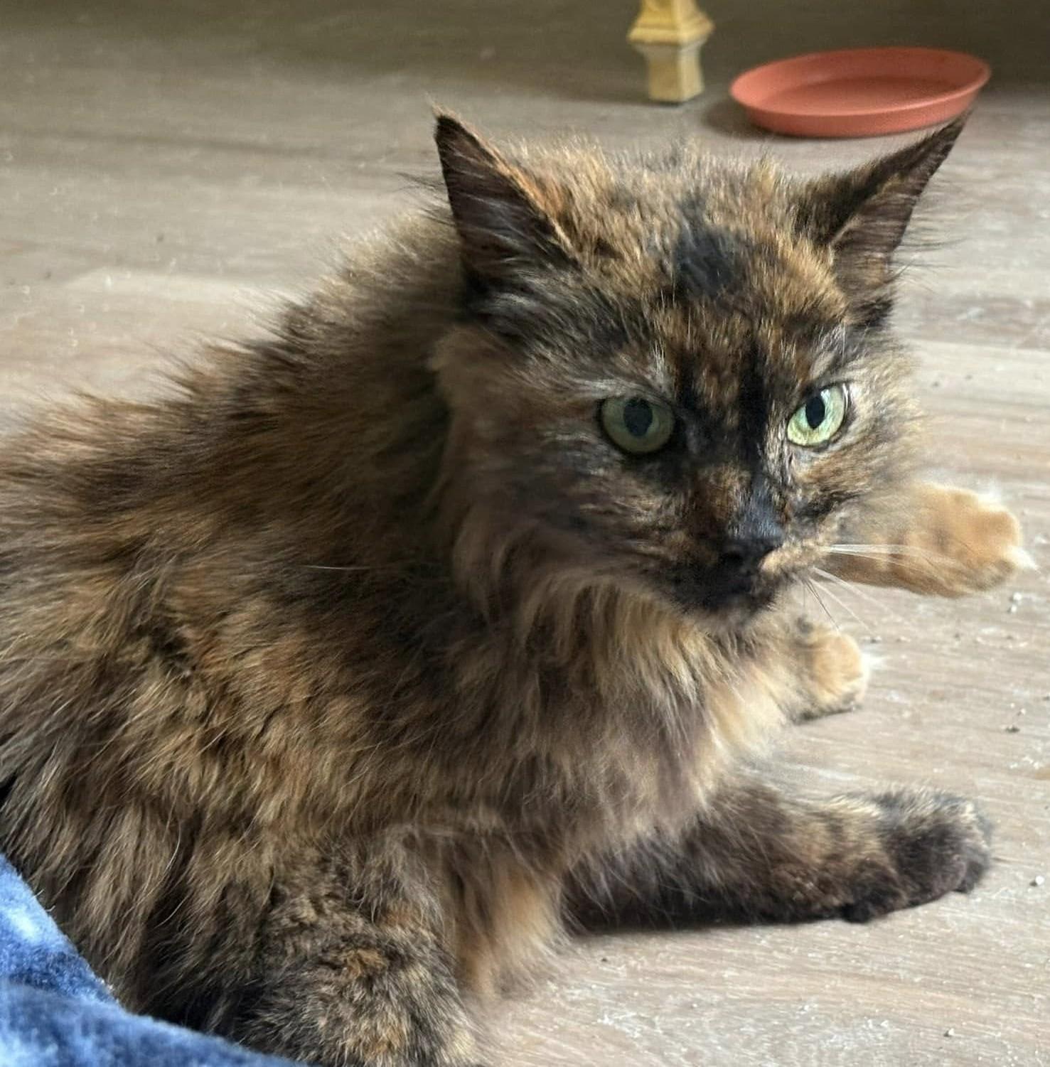 Enlarge Stray Oncé, a Adoptable Domestic Long Hair in Savannah, GA image 4/6