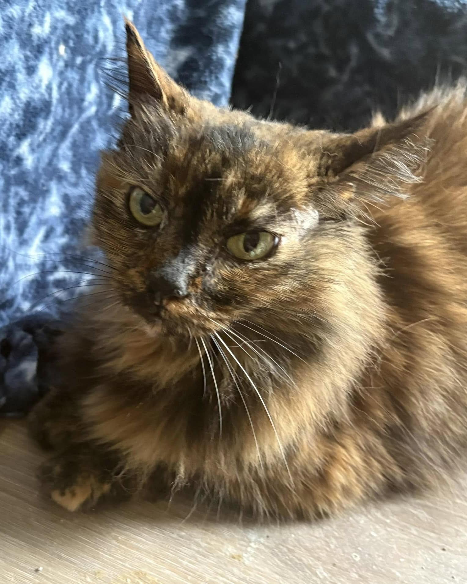 Enlarge Stray Oncé, a Adoptable Domestic Long Hair in Savannah, GA image 5/6