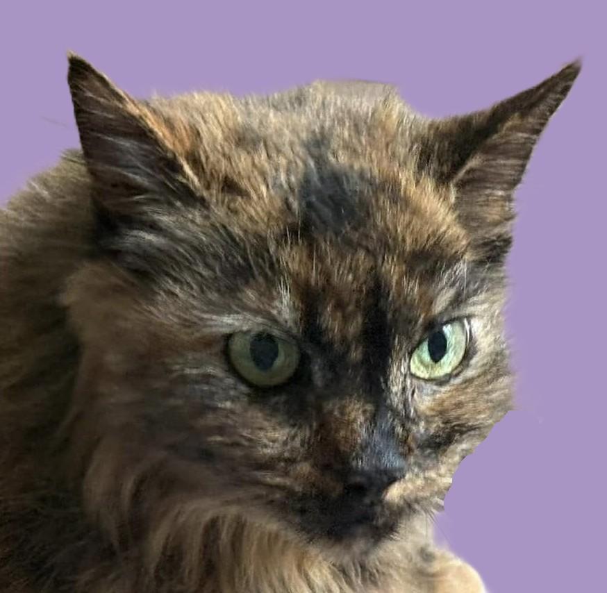 Enlarge Stray Oncé, a Adoptable Domestic Long Hair in Savannah, GA image 6/6