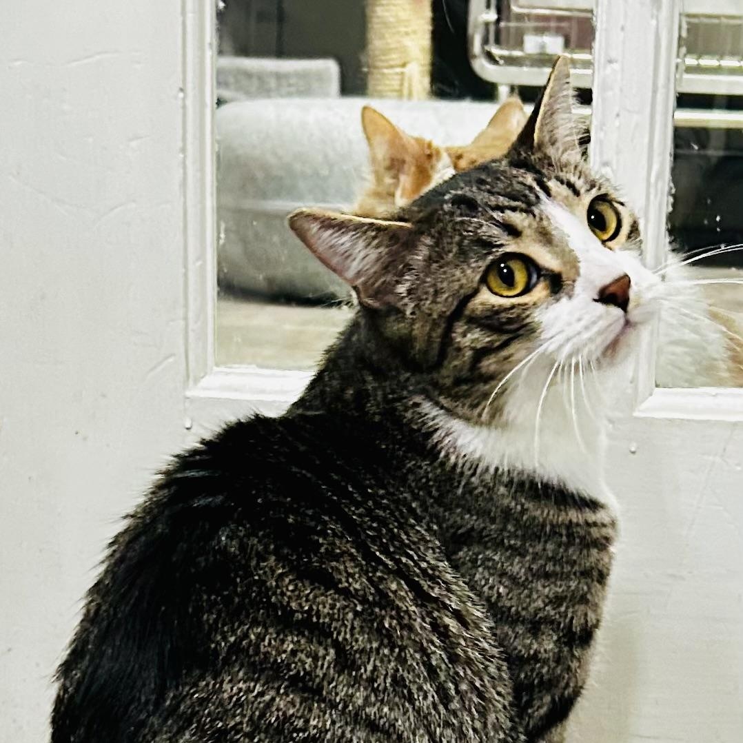 Enlarge Cole, a Adoptable Domestic Short Hair in Crestwood, MO image 4/6