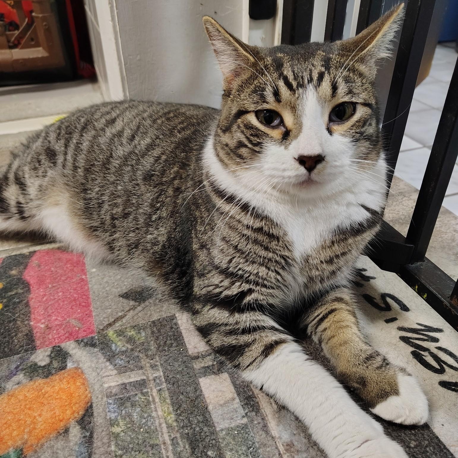 Enlarge Cole, a Adoptable Domestic Short Hair in Crestwood, MO image 6/6