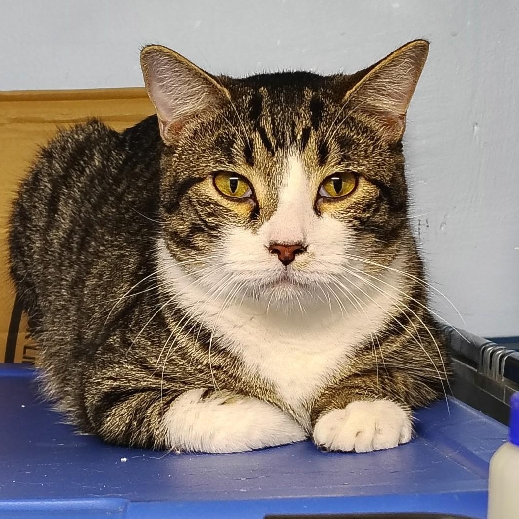 Enlarge Cole, a Adoptable Domestic Short Hair in Crestwood, MO image 2/6